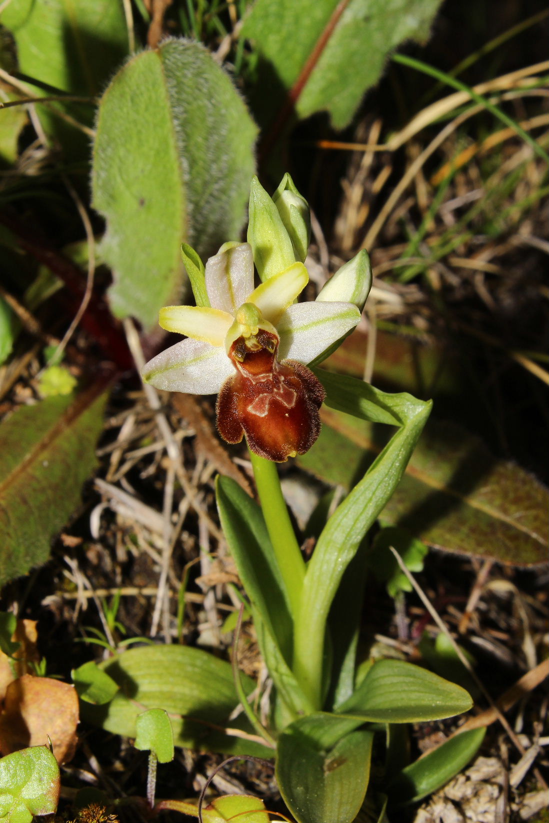 Ophrys arachnitiformis a confronto